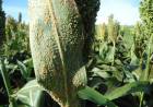 El sorgo afectado por la plaga del pulgón amarillo