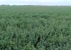 Las pérdidas por malezas en alfalfa en San Luis