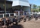 Mercado ganadero local: una subasta con 800 cabezas