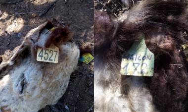 San Jerónimo: carnearon una vaca y un toro de cabaña