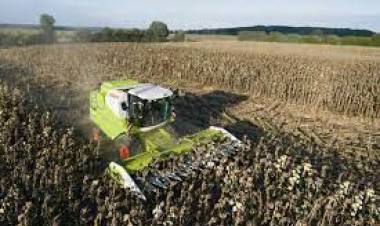 Cosecha de girasol en San Luis: 18 quintales por hectárea