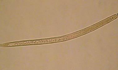 Nuevo parásito pondría en peligro los cultivos