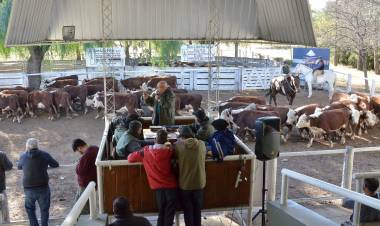 San Luis Feria subastó 1.600 cabezas