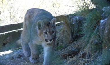 OJO DEL RÍO: se topó con un puma al salir de la escuela