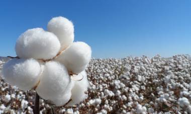 San Luis presente en la Mesa Nacional Algodonera
