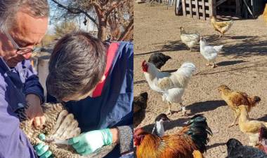 Prevención de influenza aviar y enfermedad de NewCastle