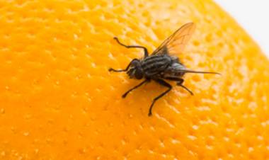 Mosca de los frutos: una variante no registrada 