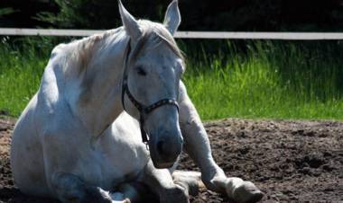 AIE: refuerzo del control sanitario en equinos