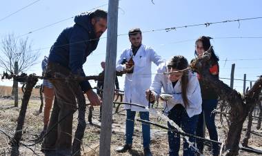 Buscan conformar un mapa de aptitud vitivinícola