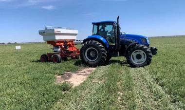 CAMPO: Ensayan sobre alfalfa para mejorar la producción