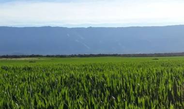 El maíz en San Luis se acerca al medio millón de hectáreas