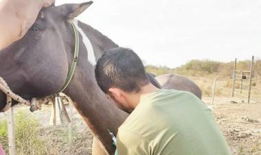 Trabajan para erradicar la anemia infecciosa equina