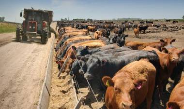Se acomodaron las cuentas de los feedlots, pero no alcanza