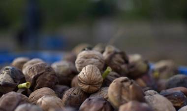CAMPO: generosa temporada de nueces en Sol Puntano