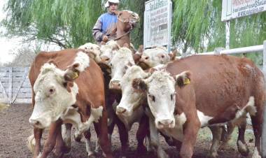 Campo: remate con subas para las vacas y los terneros