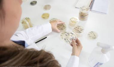 Científicos de San Luis analizan levaduras autóctonas