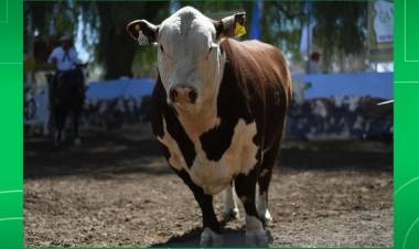 San Luis Feria: Don Eloy propuso genética de primera 