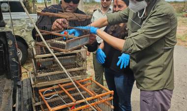San Juan le entregó 29 Cardenales Colorados a San Luis, para su recuperación. Inédito 