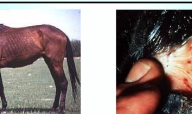 Anemia Equina en Centro Equinoterapia San Luis? A días del Dupuy .SENASA no dice nada ??