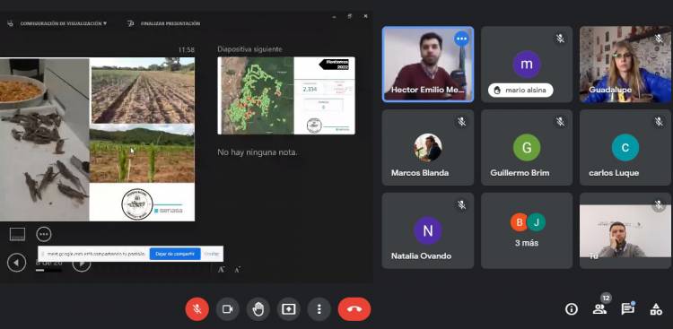 San Luis y la detección temprana de la plaga de langostas