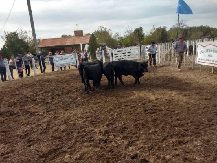 QUINES: remate en el predio de la Sociedad Rural del Norte