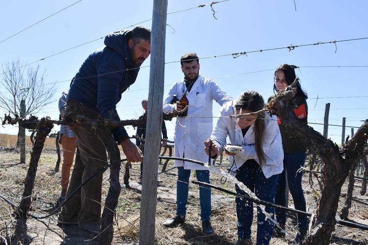 Buscan conformar un mapa de aptitud vitivinícola