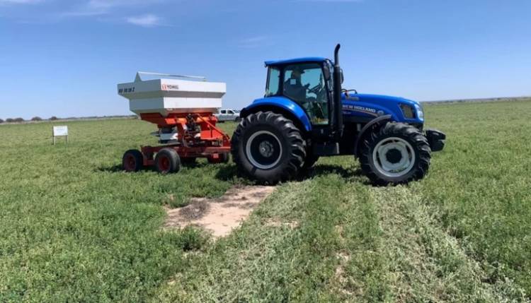 CAMPO: Ensayan sobre alfalfa para mejorar la producción