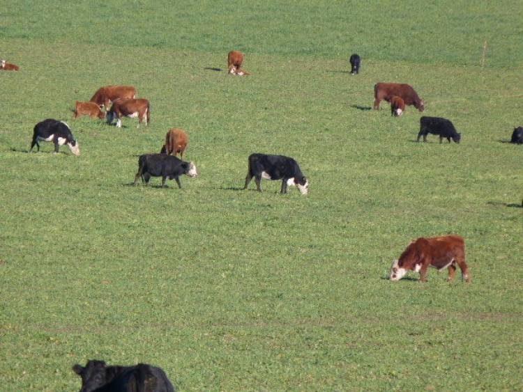 DUPUY: Encabeza la producción ganadera