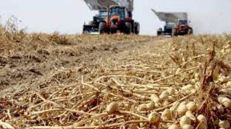 Cosecha de maní en San Luis: terminó con rindes moderados