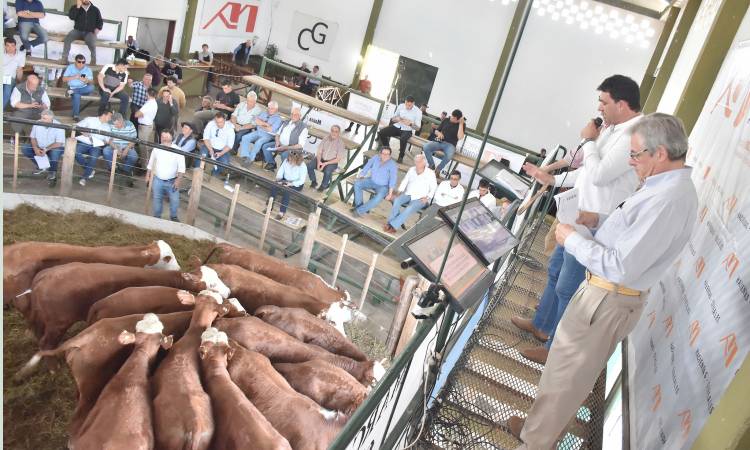 BUENA ESPERANZA: remate de toros Braford