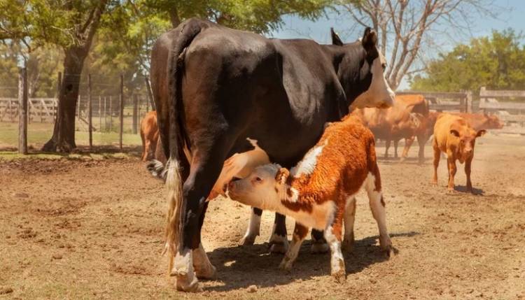 A pesar de la sequía, San Luis mantiene su stock bovino