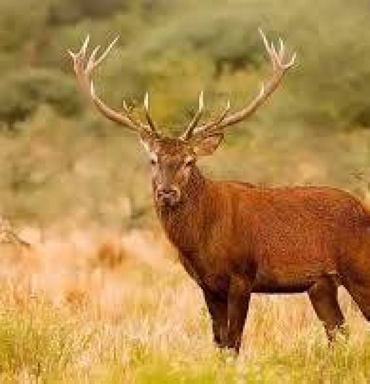 Declararon invasor a los Ciervos y abrieron la Caza.El rol clave de los Clubes y funcionarios que entienden. Avanza el diálogo de la Caza con Jauría .