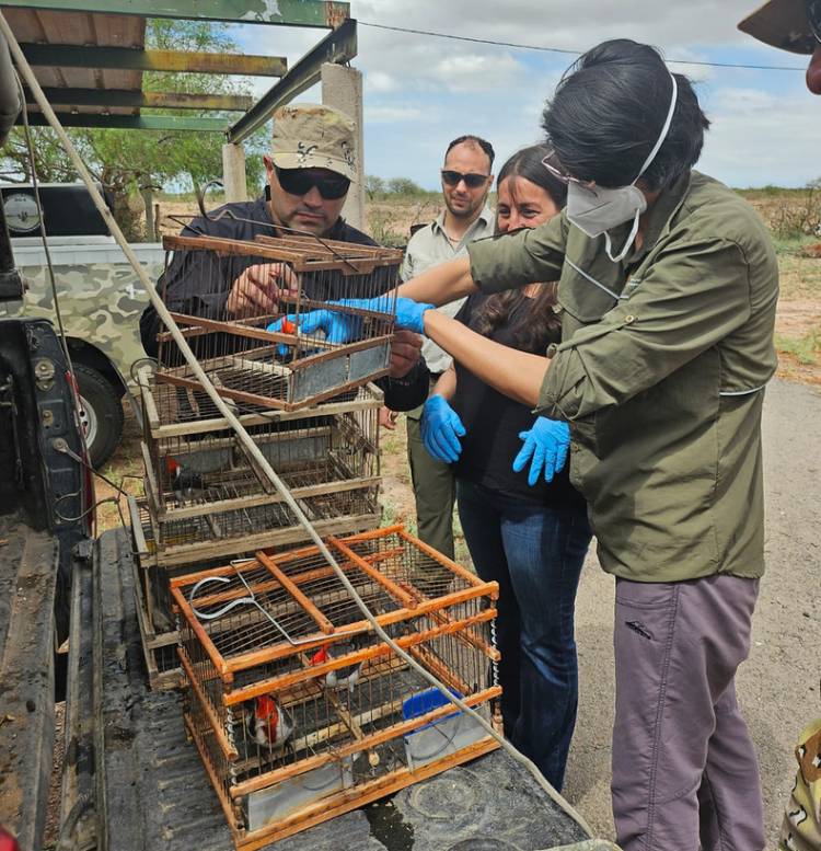 San Juan le entregó 29 Cardenales Colorados a San Luis, para su recuperación. Inédito 