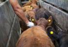 CAMPO: Determinación Obligatoria de Estatus Sanitario