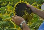 Girasol: creció la intención de siembra en San Luis