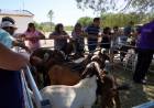PARAJE LOS LOBOS: entregaron caprinos de razas puras