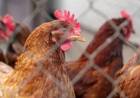 Influenza aviar: aumentó la notificación de sospechas