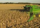 Maíz en San Luis: se sembraron más de medio millón de ha