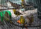 LUJÁN: liberaron un yaguarundí, un quirquincho y 60 aves 