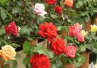MERLO: llega la décima edición de la Fiesta de la Rosa