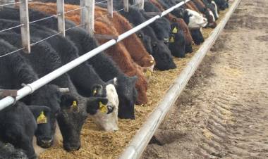 EA y el campo: feedlots con bajo encierre y altas pérdidas