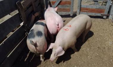 El gobierno compró tres cerdas en la Expo Rural San Luis