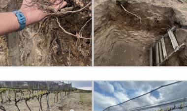 Se realiza un mapa de aptitud vitivinícola inédito en San Luis, con especialistas 