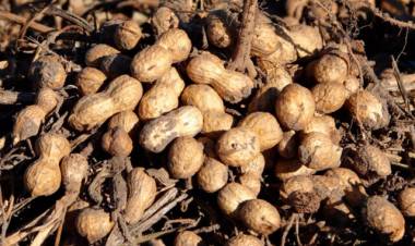 CAMPO: Ante la sequía, la CAM reafirma su reclamo