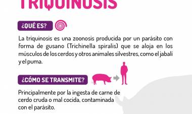 ALERTAN POR BROTE DE TRIQUINOSIS EN EL DEPARTAMENTO JUNÍN