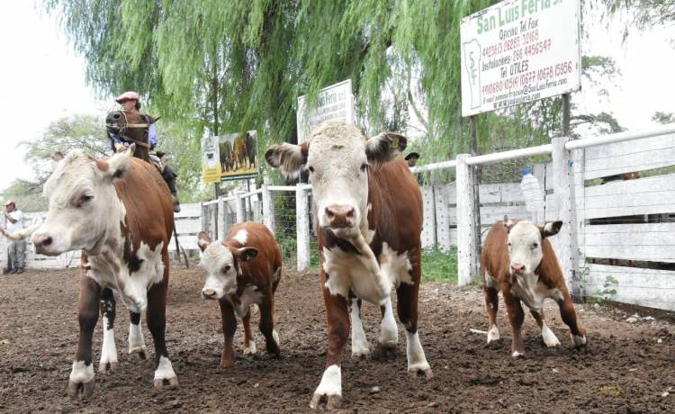 Valores firmes en el remate de San Luis Feria