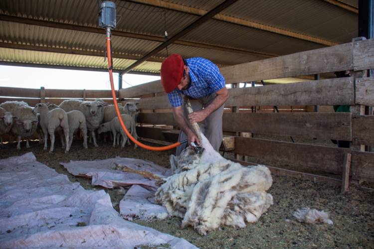 Dictarán un Curso de Esquila de Ovejas 