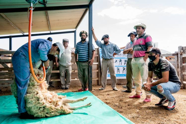 Prolana: finalizó el curso de Esquila de Ovejas