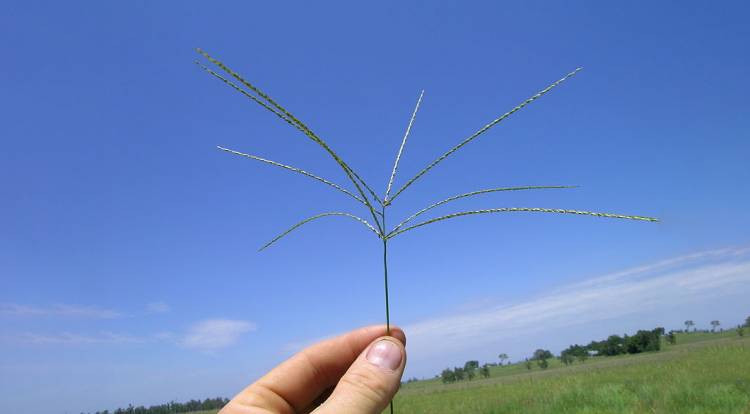 Campo: presentaron el e-book sobre la Digitaria eriantha