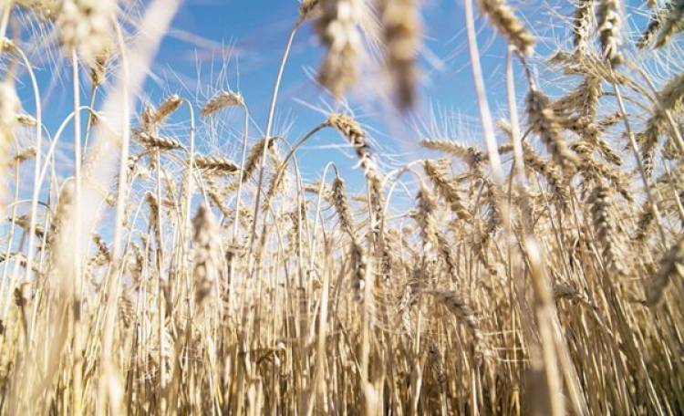 EA y el campo: Arrancó la campaña de trigo en San Luis 